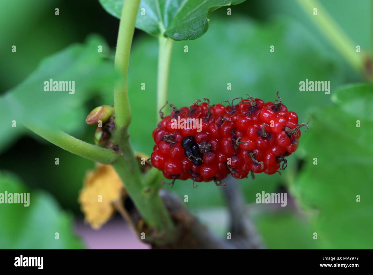 Ripening mulberry fruits Stock Photo