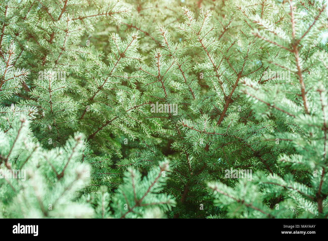 Green spruce branches as a textured background. Green spruce blue spruce. Selective focus. Stock Photo