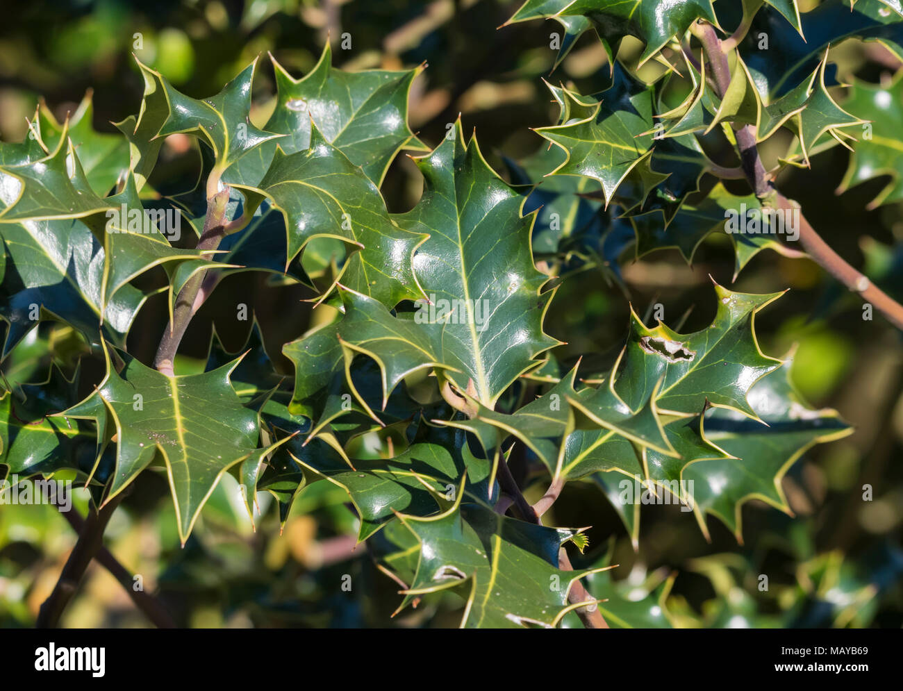 Holly leaves (Ilex aquifolium) growing in Winter in the UK. Stock Photo