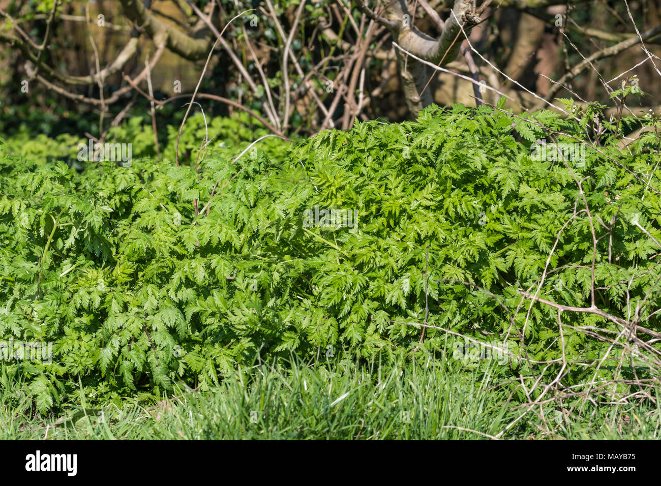Cow Parsley (Anthriscus sylvestris, AKA Wild chervil, Wild beaked