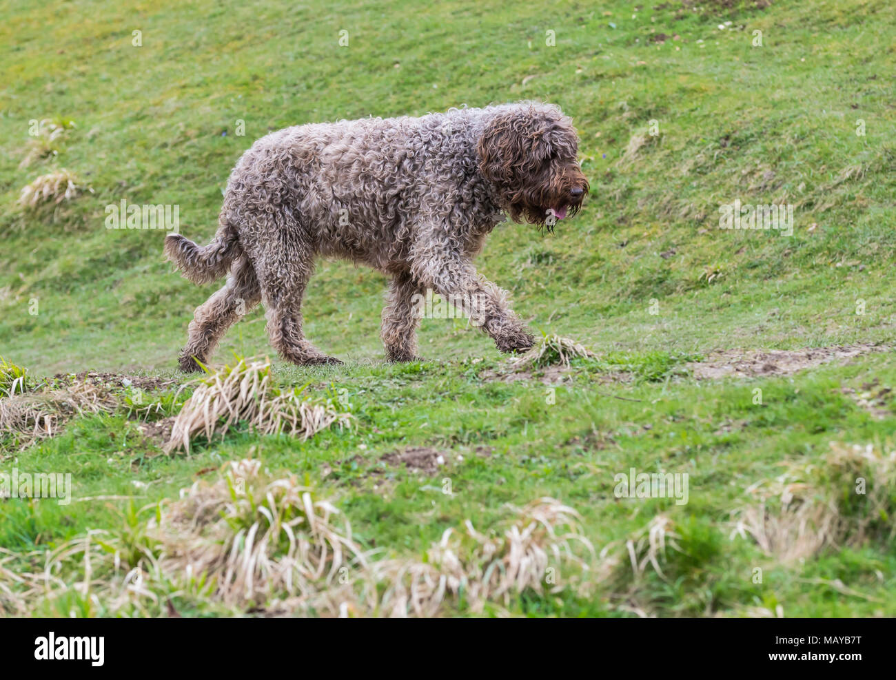 Side view of a walking Spanish Water Dog (Perro de agua Español) in the