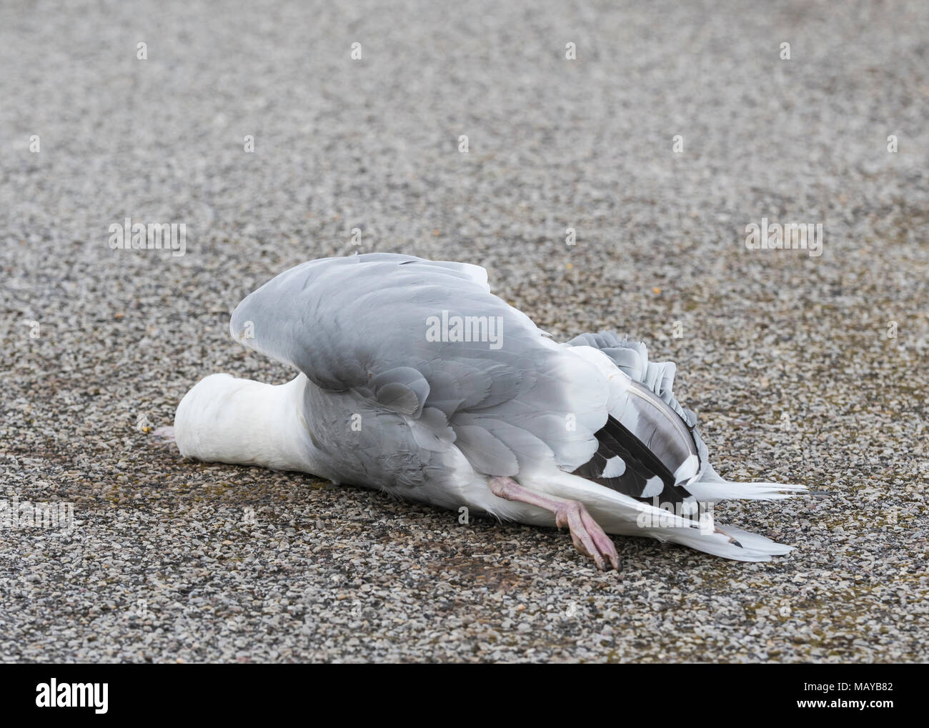 Seagull laying in a road dead after being hit by a car in the UK. Roadkill. Road kill. Stock Photo