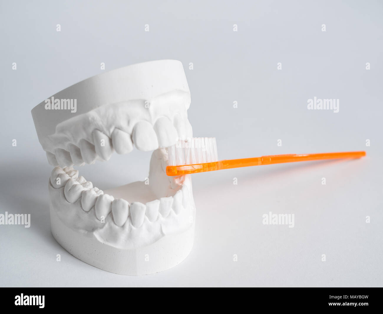 Oral hygiene health concept close up orange toothbrush in dental gypsum model plaster isolated Stock Photo