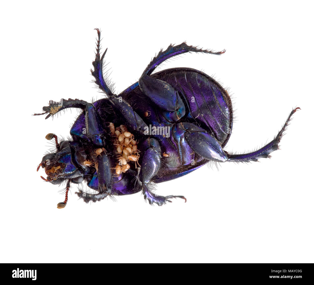 Dung beetle with parasitic or phoretic mites. Stock Photo
