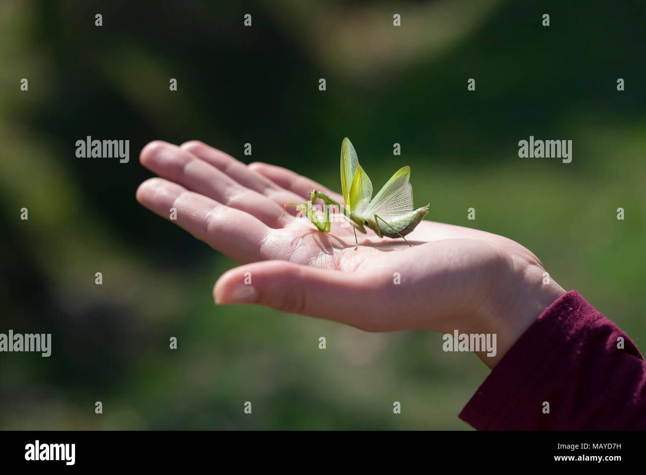 Hands holding a green praying mantis Stock Photo