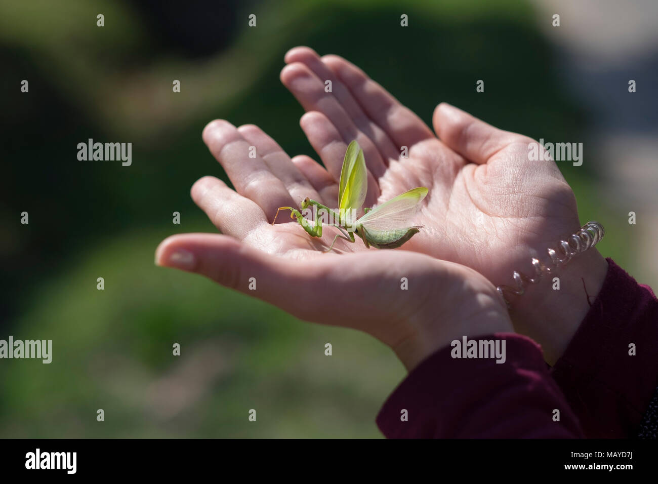 Hands holding a green praying mantis Stock Photo