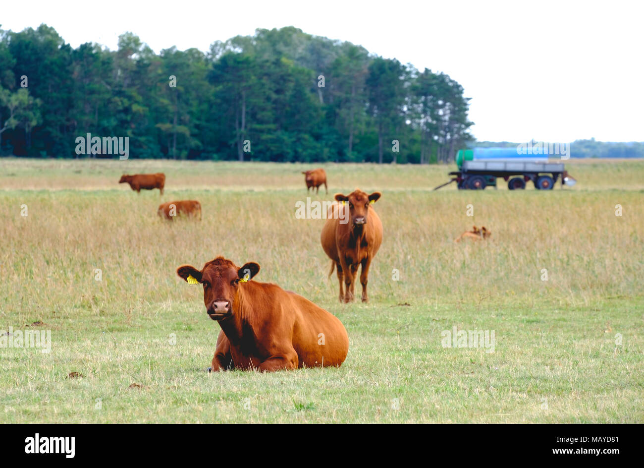 Brown cows on an open field near trees Stock Photo - Alamy