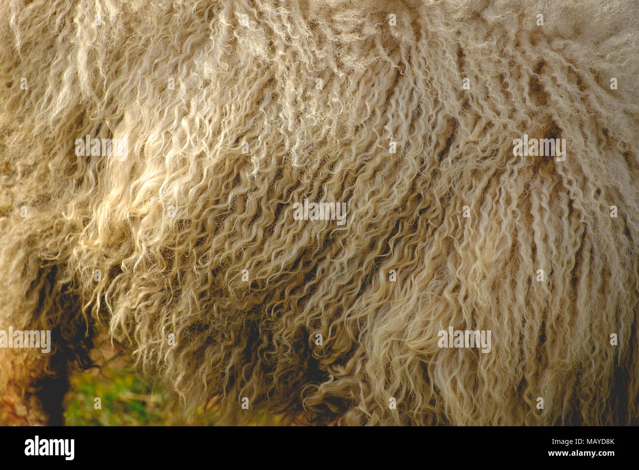 Closeup of Hungarian Racka sheep's long curly wool Stock Photo