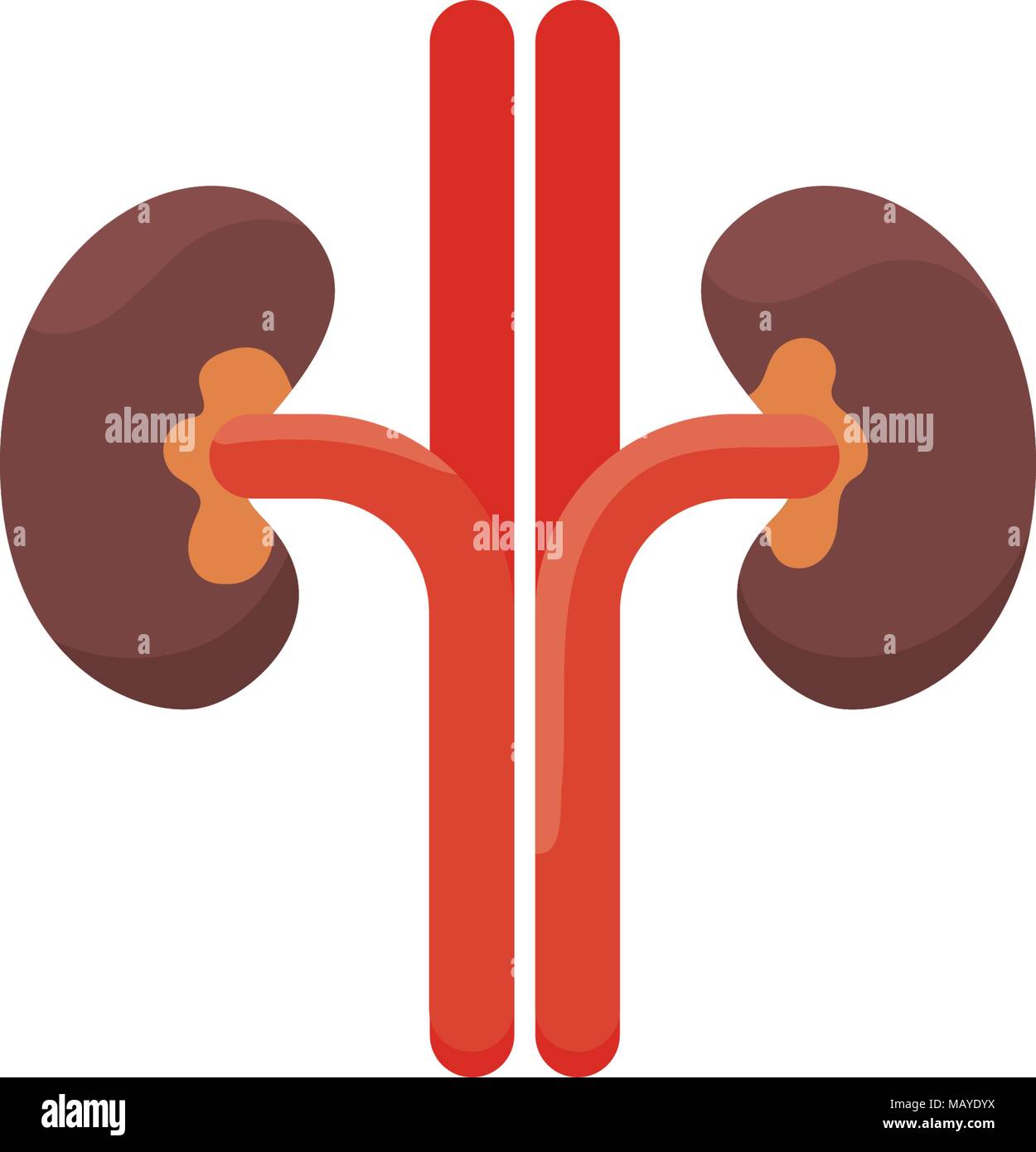 Human kidney isolated on light background. Vector illustration Stock ...