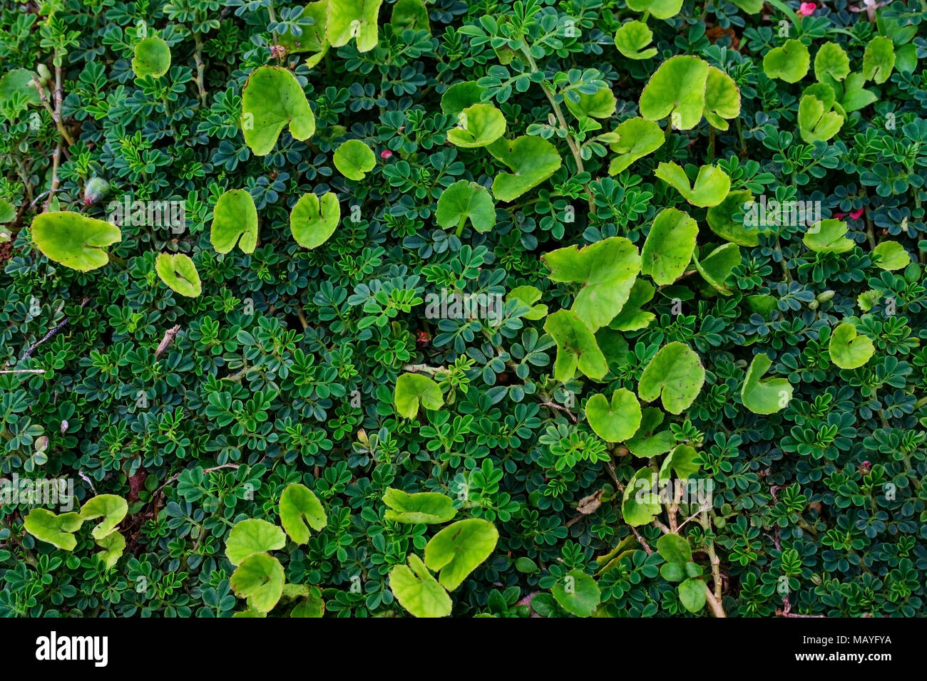Green leaves leaf ecology hi-res stock photography and images - Alamy