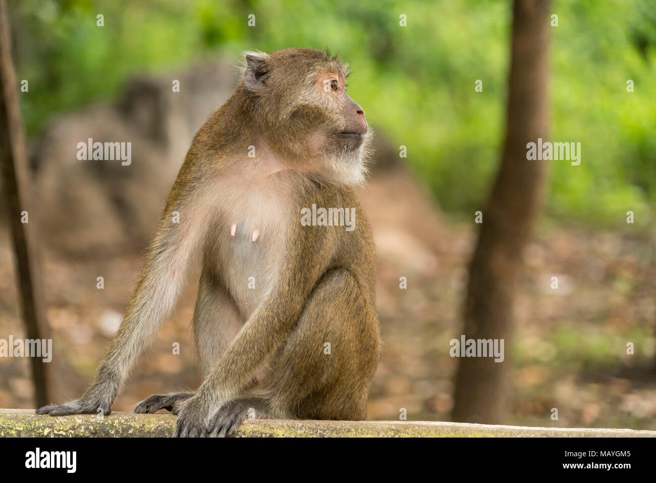 Javaneraffe, Langschwanzmakak oder Krabbenesser (Macaca fascicularis), Hpa-an, Myanmar, Asien  |  crab-eating macaque, also long-tailed macaque (Macac Stock Photo