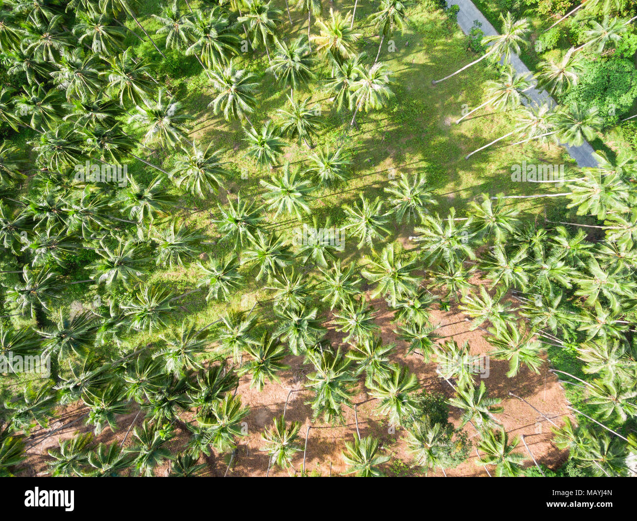 Coconut palm tree bird hires stock photography and images Alamy