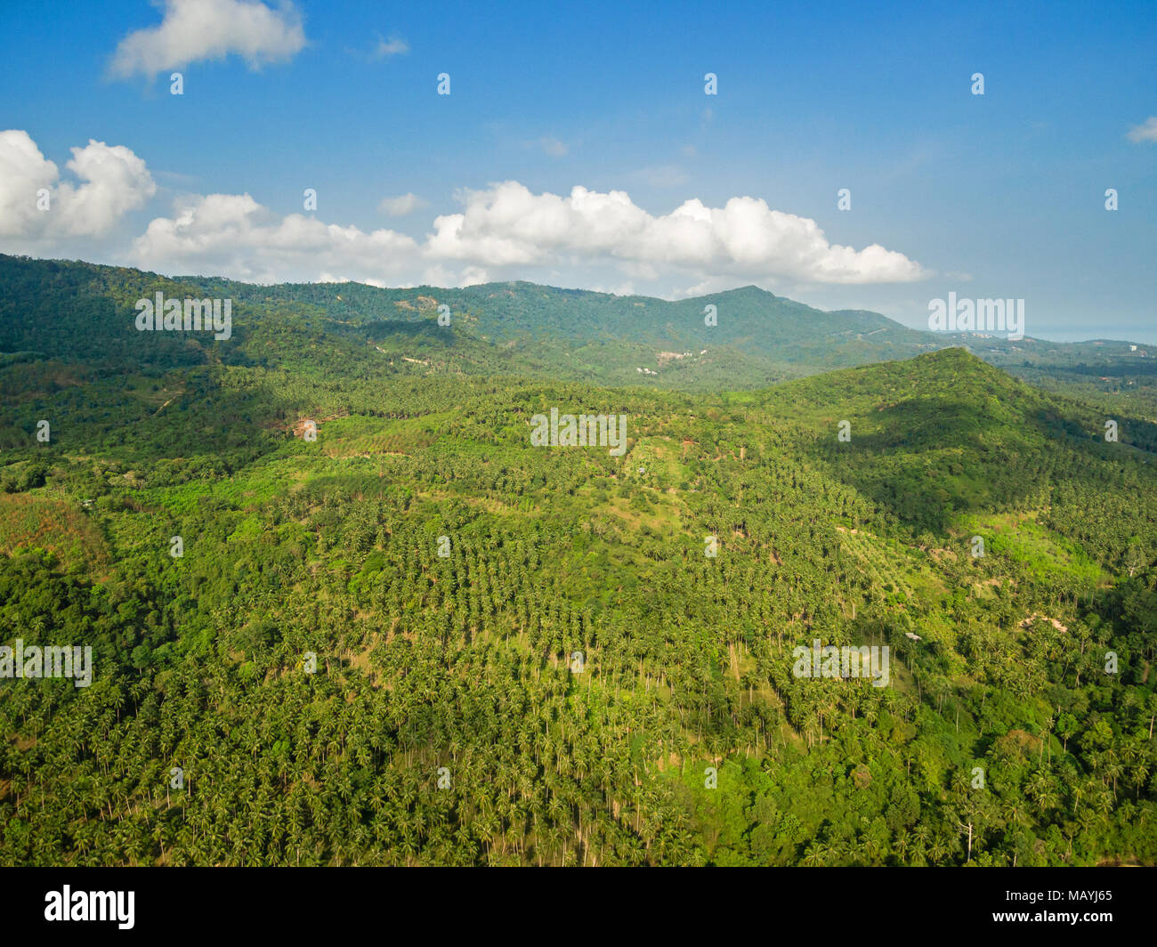 Jungle birds hi-res stock photography and images - Alamy