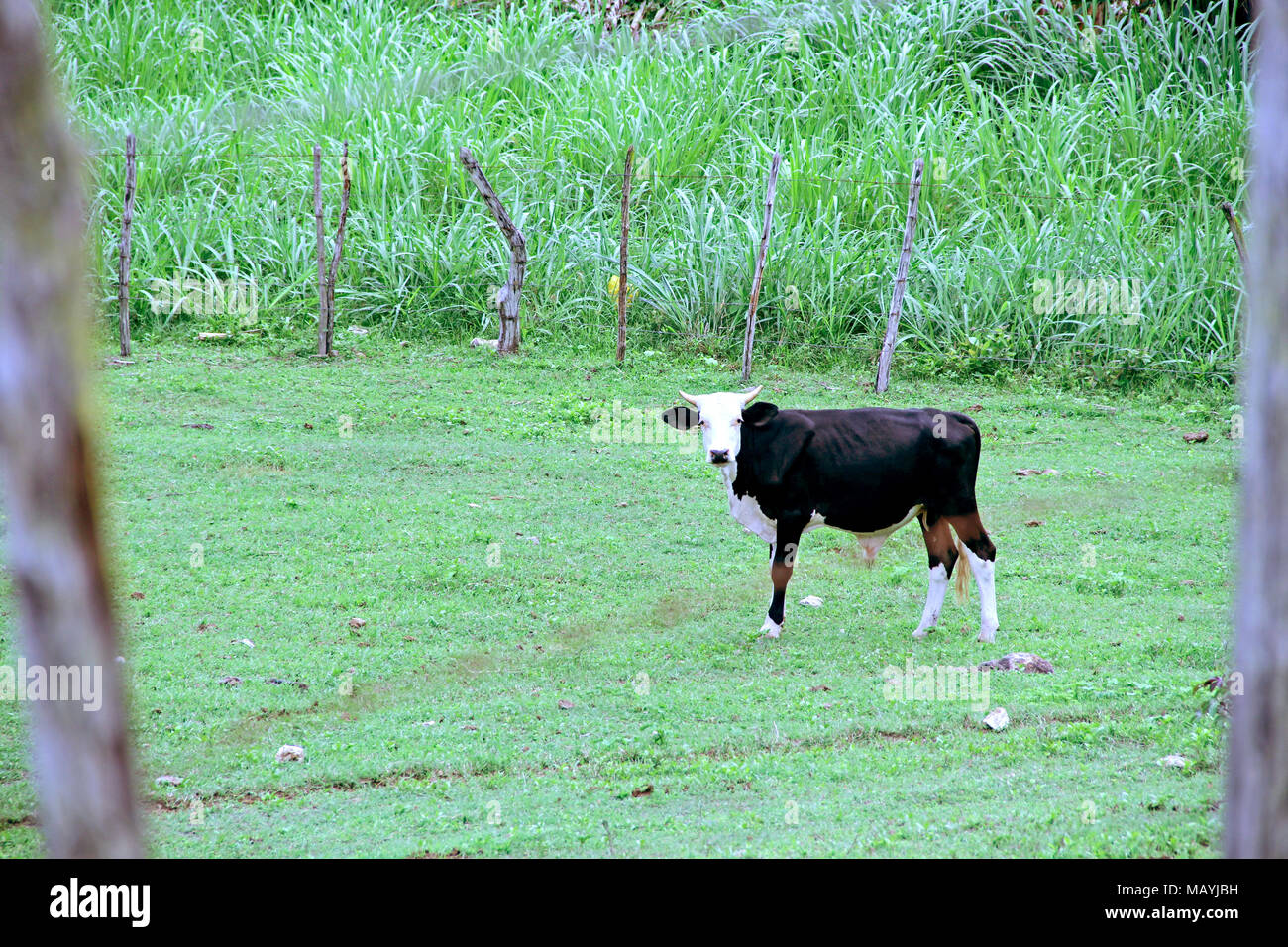 Cattle, Paraiba, Brazil Stock Photo
