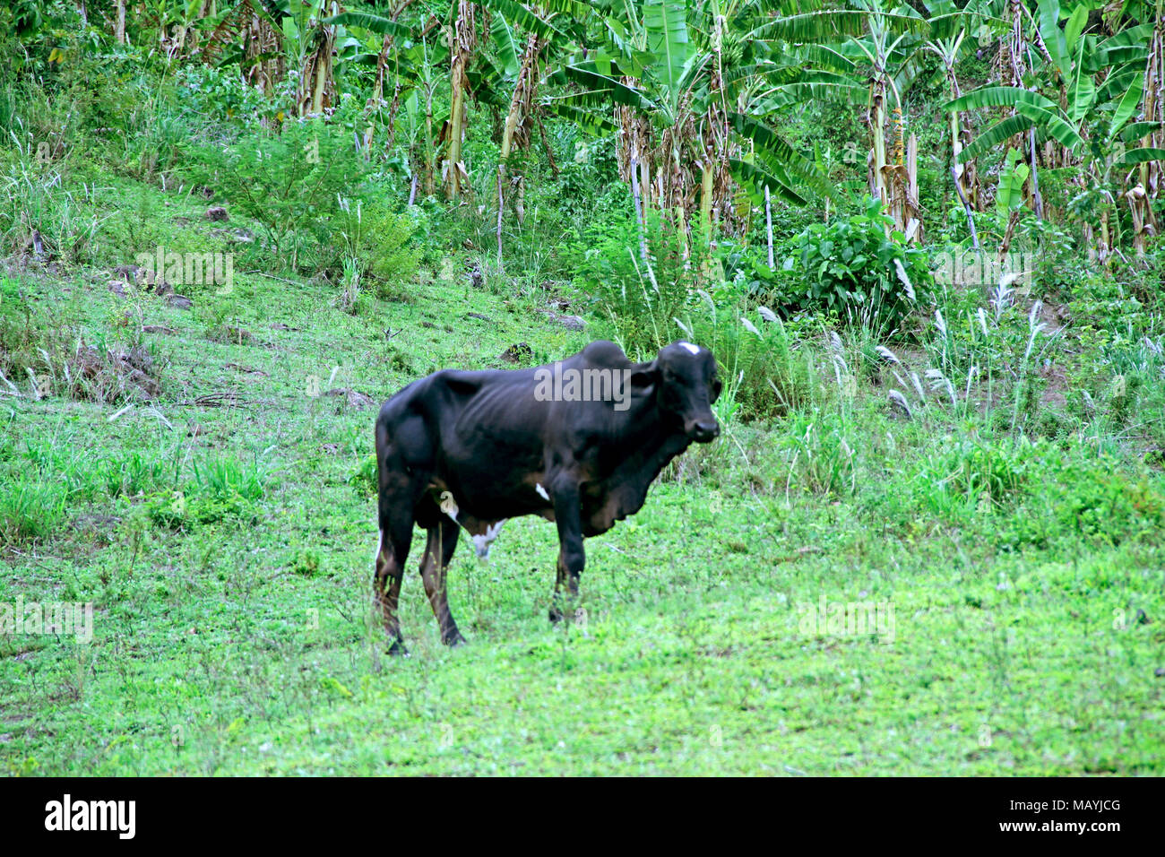 Cattle, Paraiba, Brazil Stock Photo