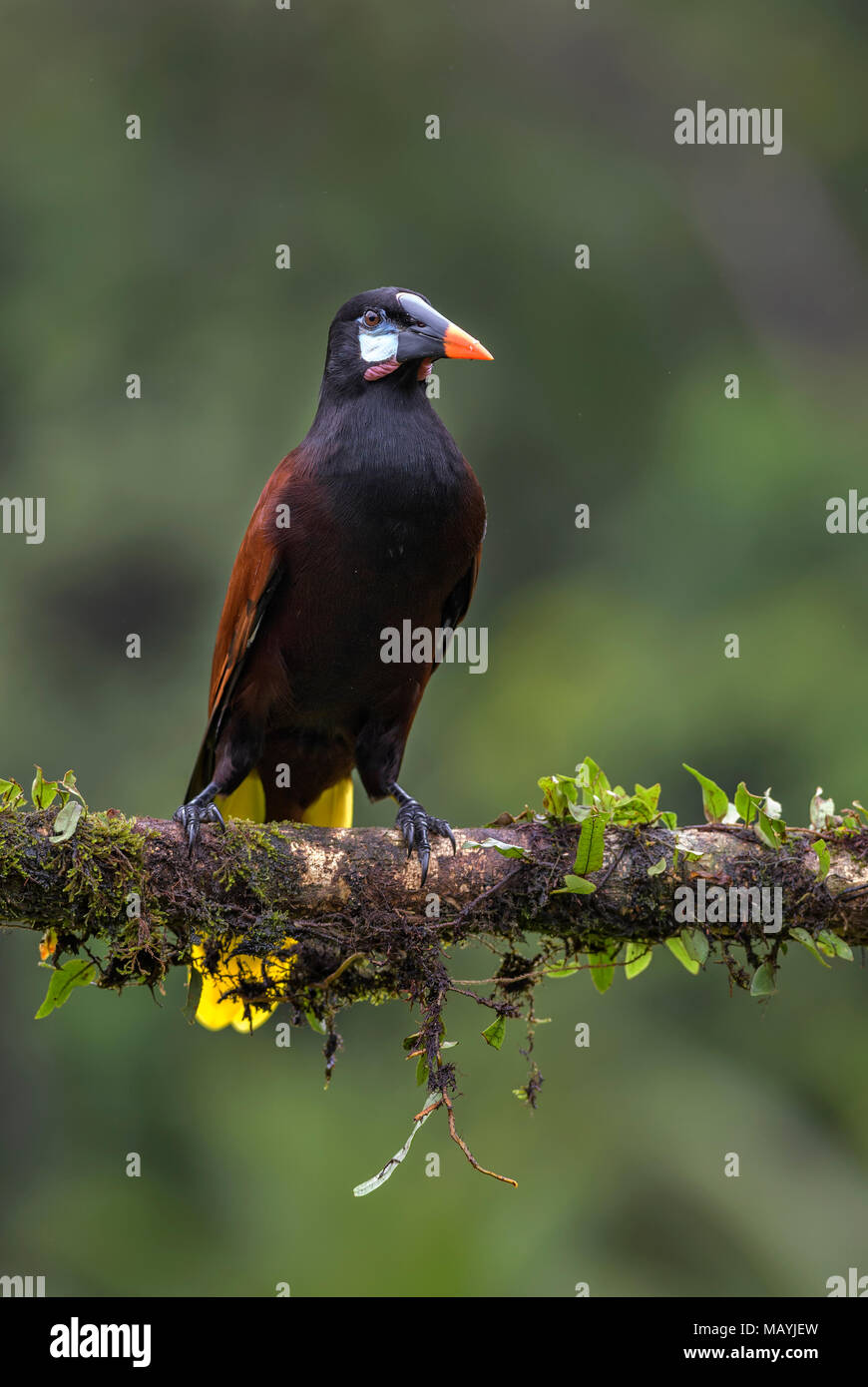 Montezuma Oropendola - Psarocolius montezuma, beautiful brown bird from Central America forest, Costa Rica. Stock Photo