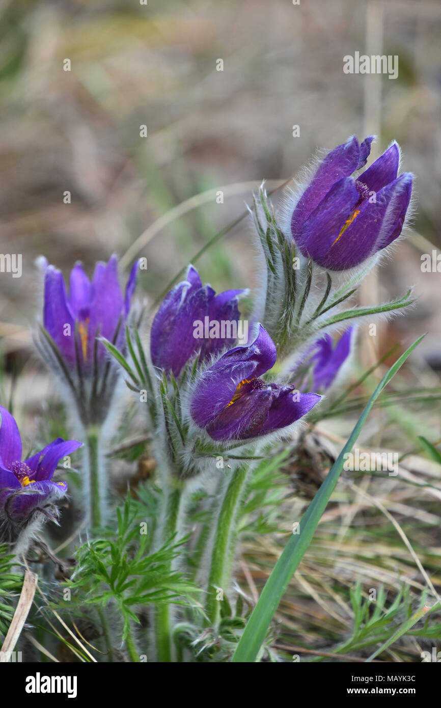 Close up early bloomer purple pulsatilla flower head (windflower, mayflower, pasqueflower) in green grass, low angle view Stock Photo
