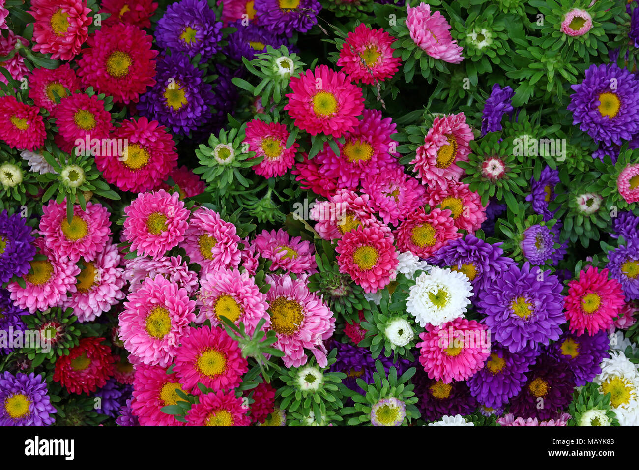 Close up background of fresh multi colored small aster flower heads, elevated top view, directly above Stock Photo