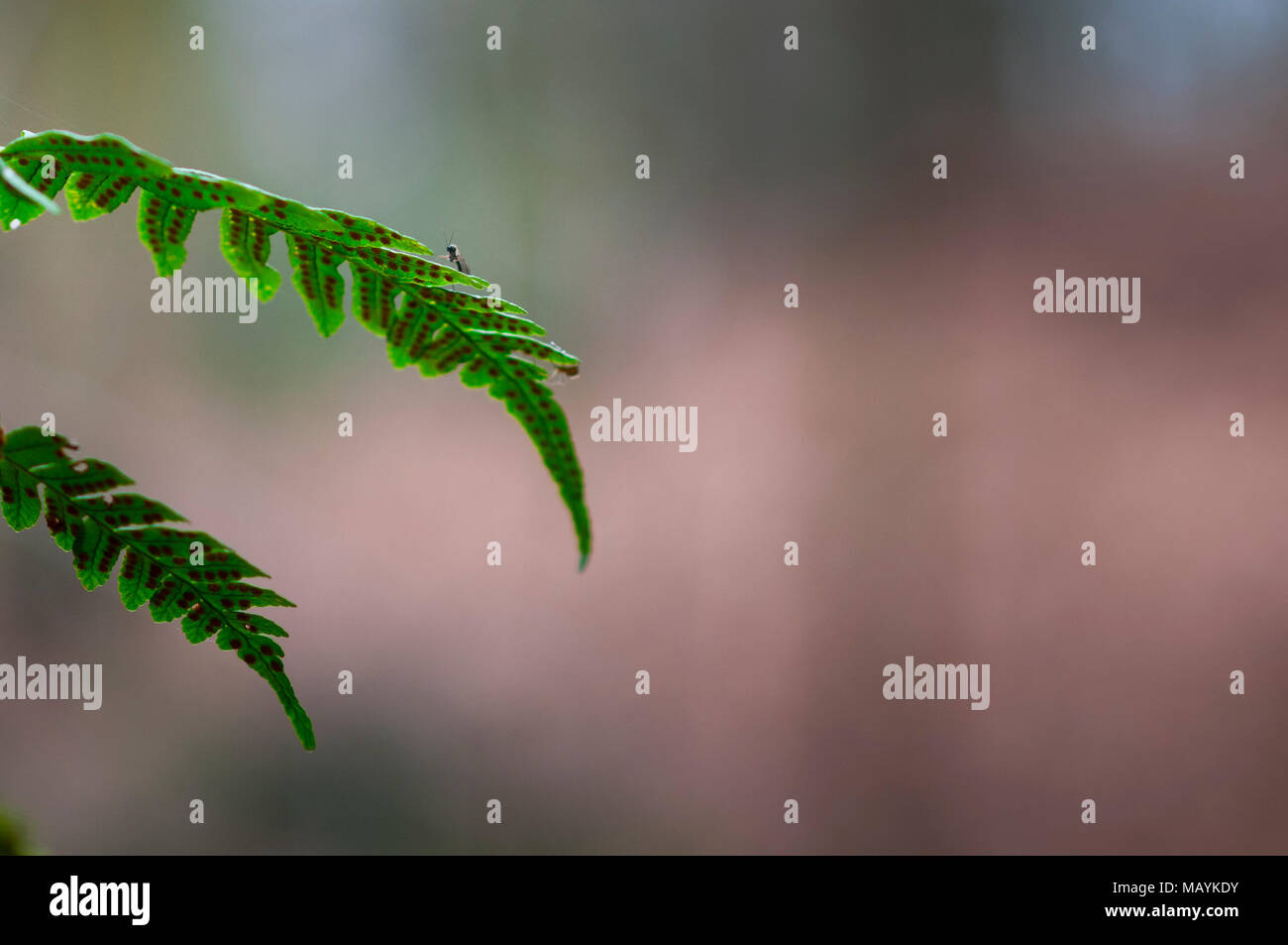 Fern seed hires stock photography and images Alamy