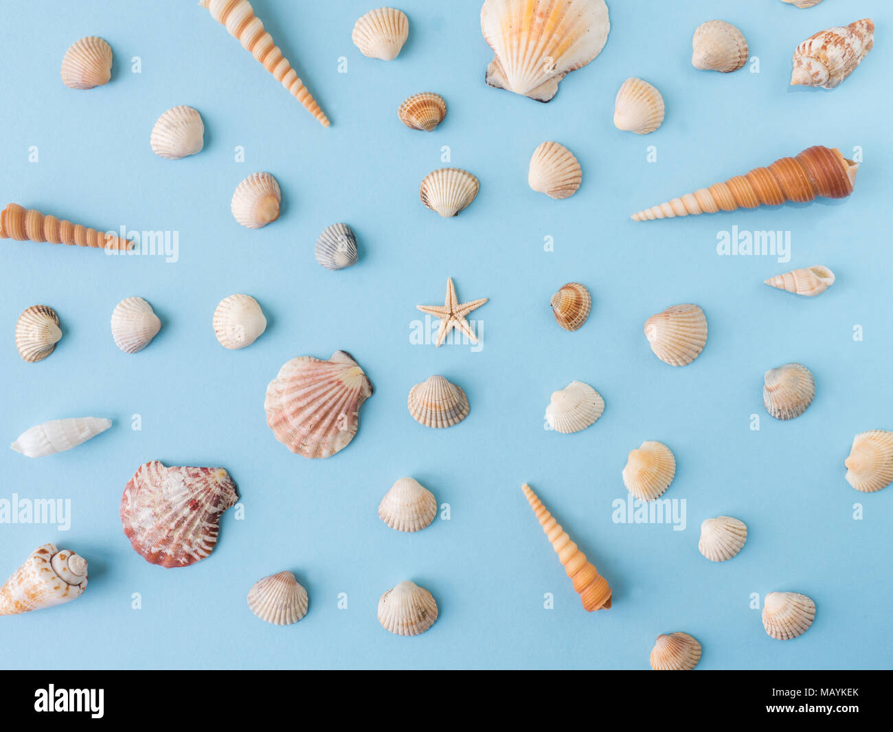 Many different sea shells on a blue background Stock Photo