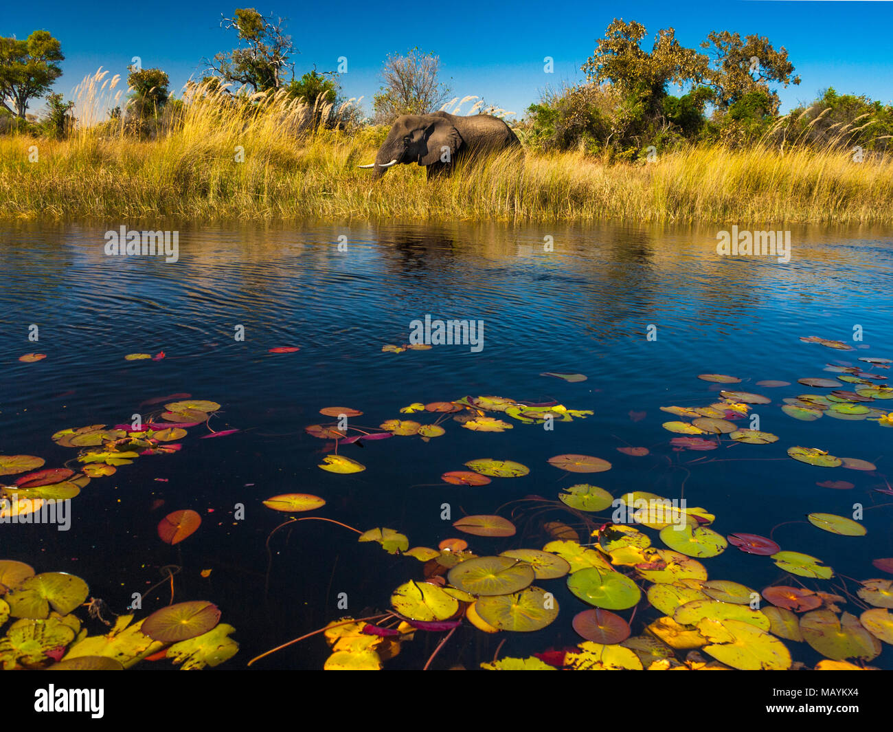 Elephant in the river Okavango delta, Botswana, Africa Stock Photo