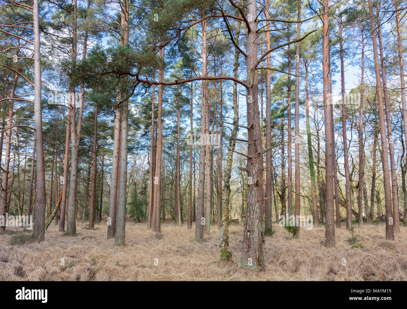The new pine forest hi-res stock photography and images - Alamy