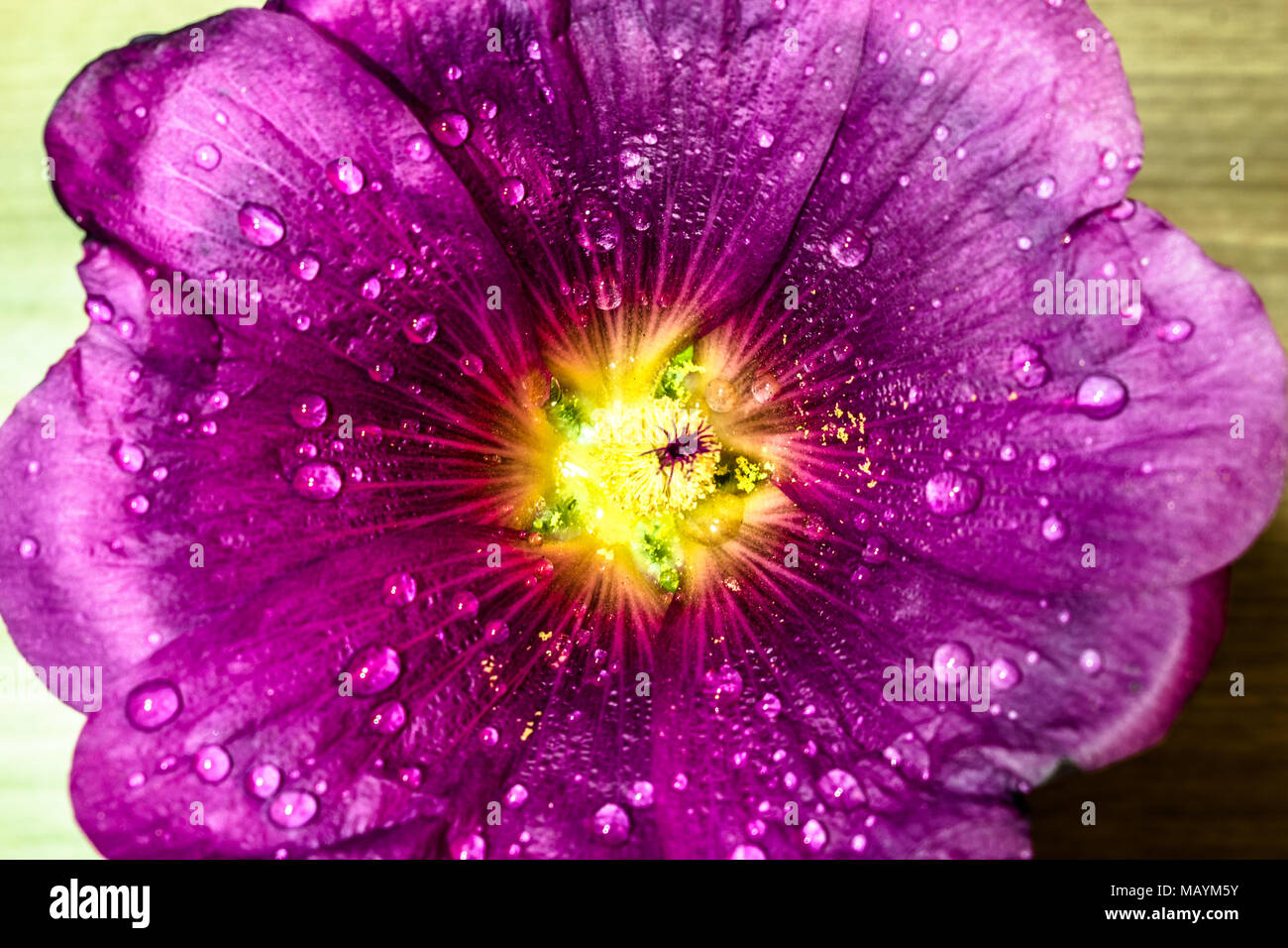 purple and blooming beautiful spring flowers Stock Photo - Alamy