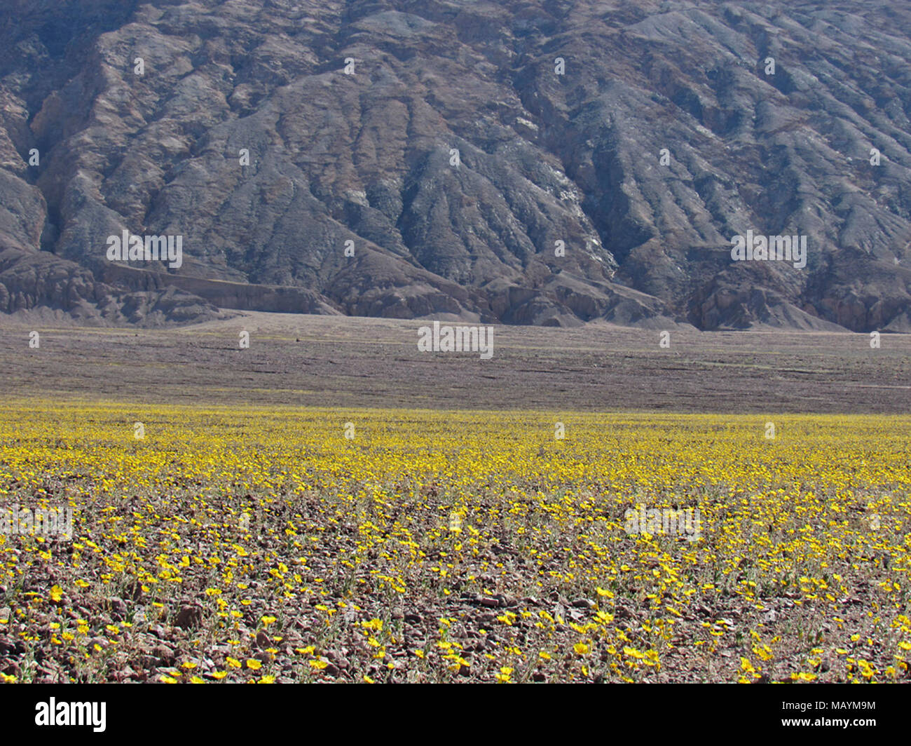 Super Bloom of Wildflowers at Death Valley NP in California Stock Photo