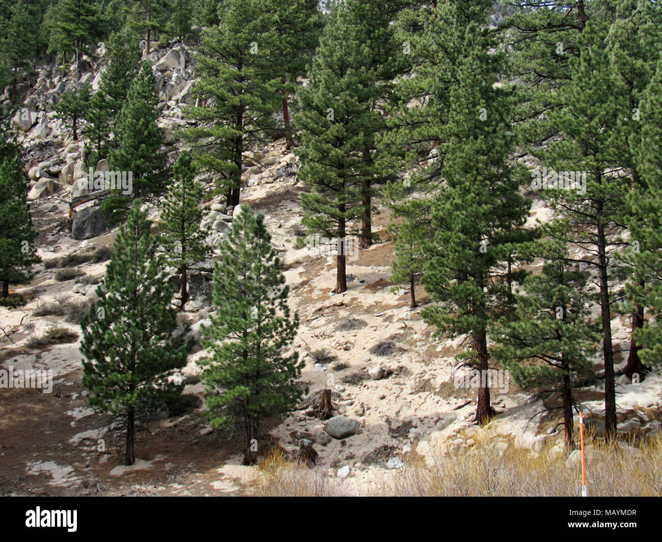 Cedar Trees in California Stock Photo Alamy
