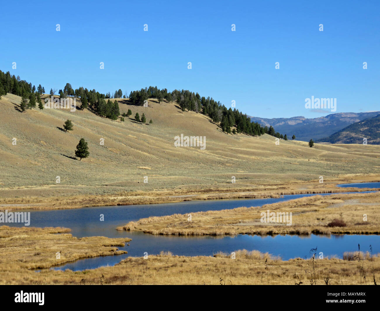 Yellowstone NP in Wyoming Stock Photo