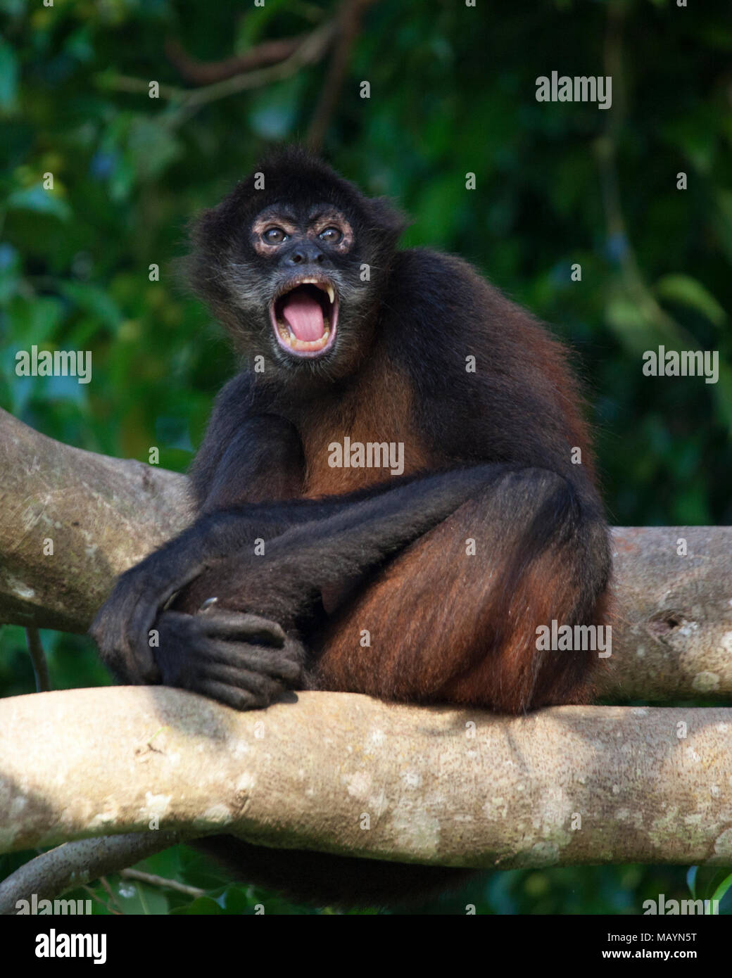 Black-handed Spider Monkey (Ateles geoffroyi) calling to other monkeys while sitting on a tree branch in the Costa Rican rainforest Stock Photo