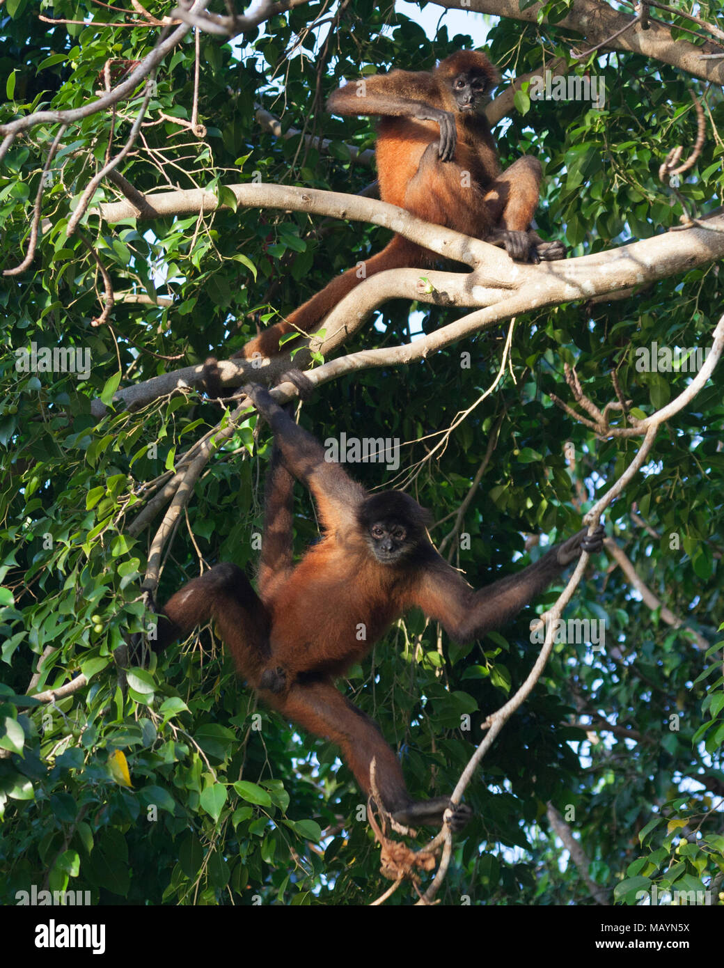 Black-handed Spider Monkeys (Ateles geoffroyi) in tropical rainforest