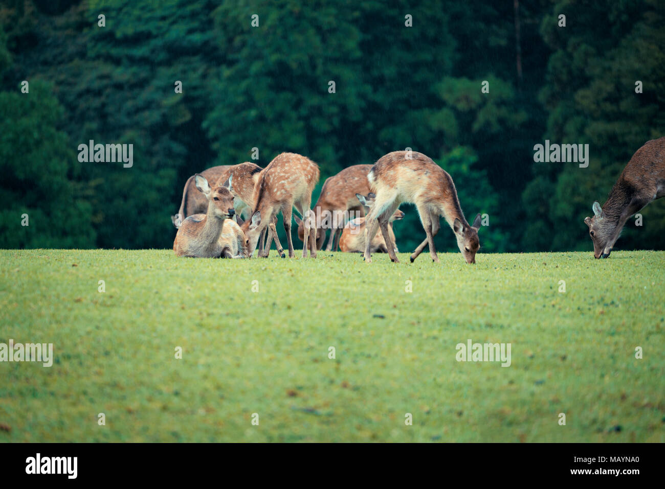 Wildlife deer in Nara Park Nara Prefecture Japan. Stock Photo