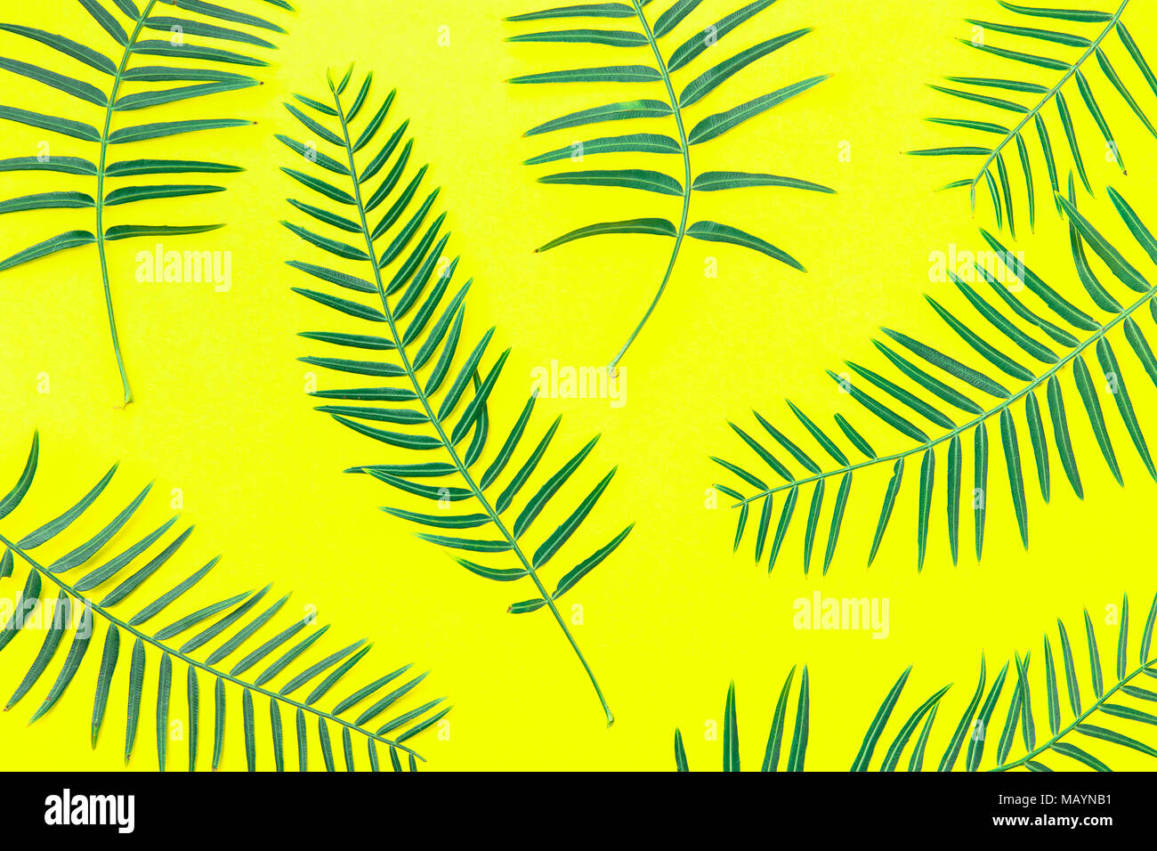 Fresh Green Fern Leaves Arranged in Pattern on Solid Yellow Background. Botanical Floral Plant Backdrop. Poster Banner Wallpaper Template. Natural Cos Stock Photo