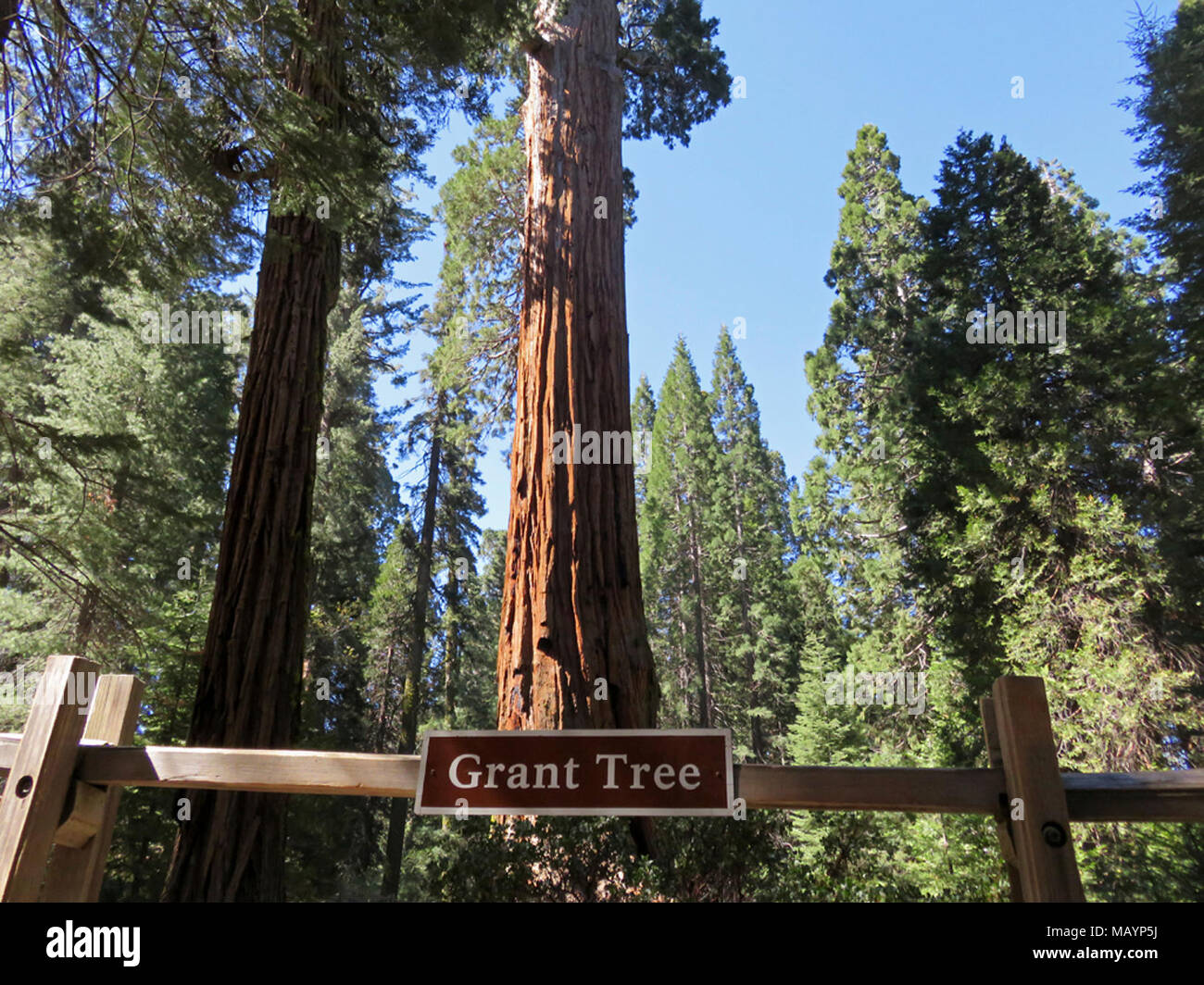 General Grant Tree at Kings Canyon NP in CA Stock Photo Alamy