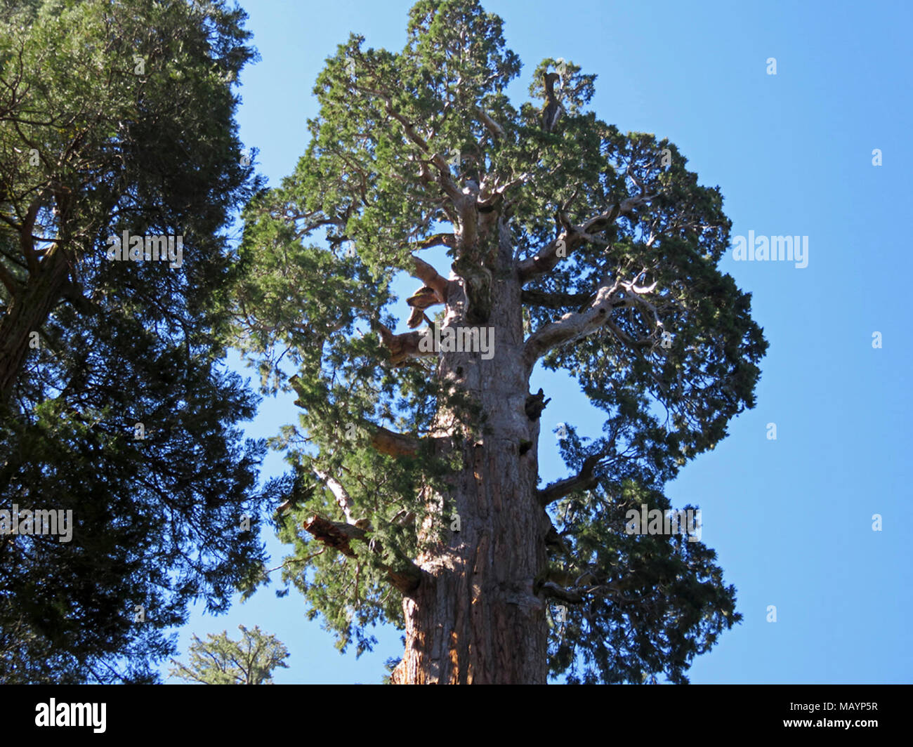 General Grant Tree at Kings Canyon NP in CA Stock Photo Alamy