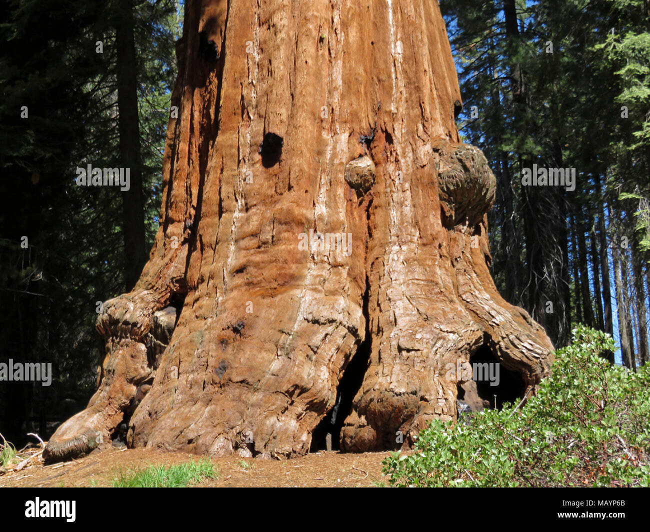 Sequoia at Kings Canyon NP in CA Stock Photo