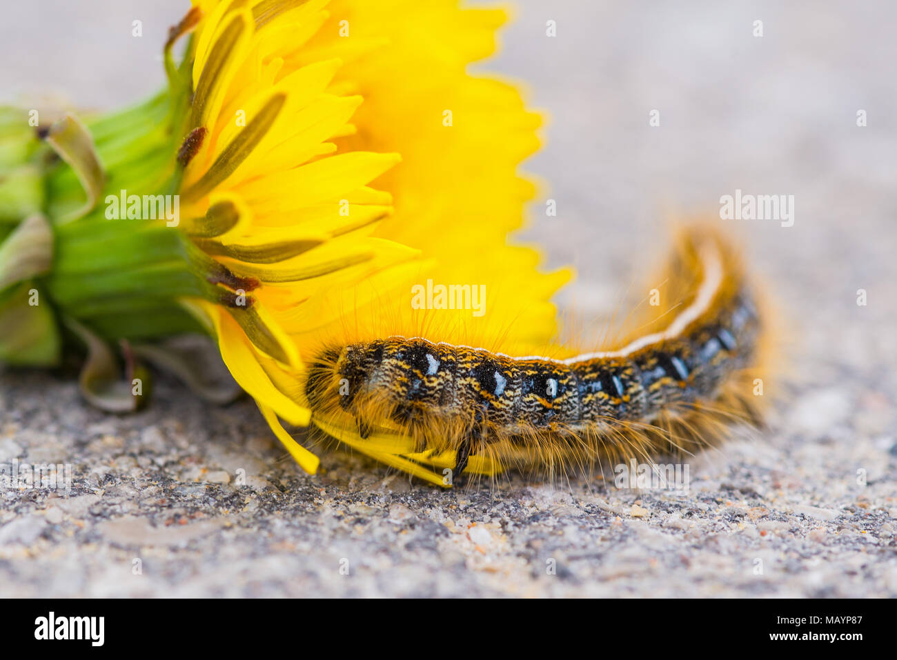 Gypsy caterpillar beside a dandelion flower, larva of a Gypsy moth