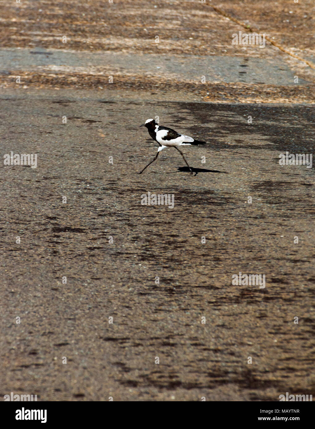 Pollution concept Blacksmith Plover on rural oil polluted asphalt road in Imfolozi-Hluhluwe Game reserve in Zululand, KwaZulu Natal in South Africa Stock Photo