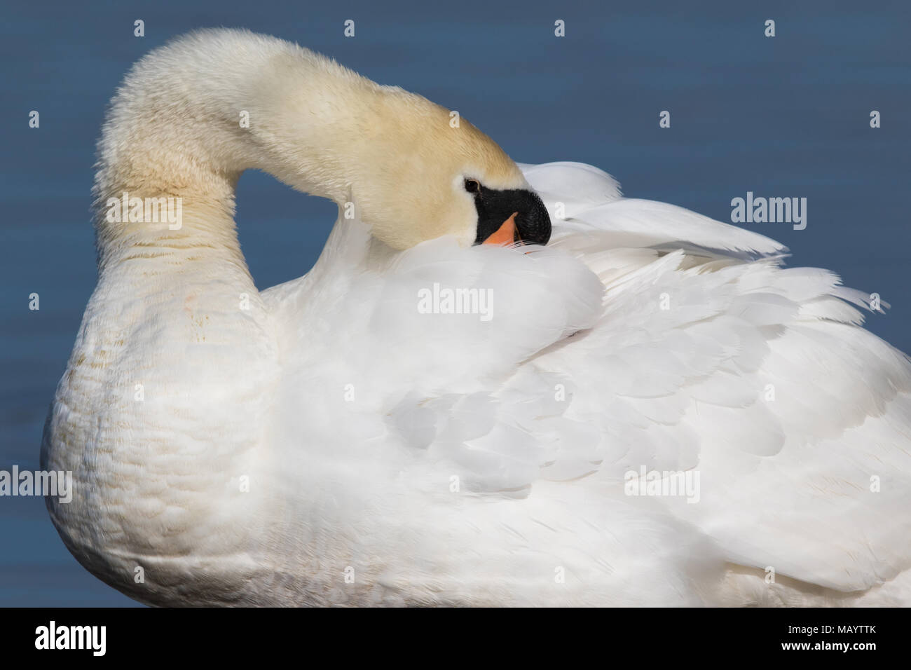 adult Mute Swan (Cygnus olor) preening its back feathers Stock Photo