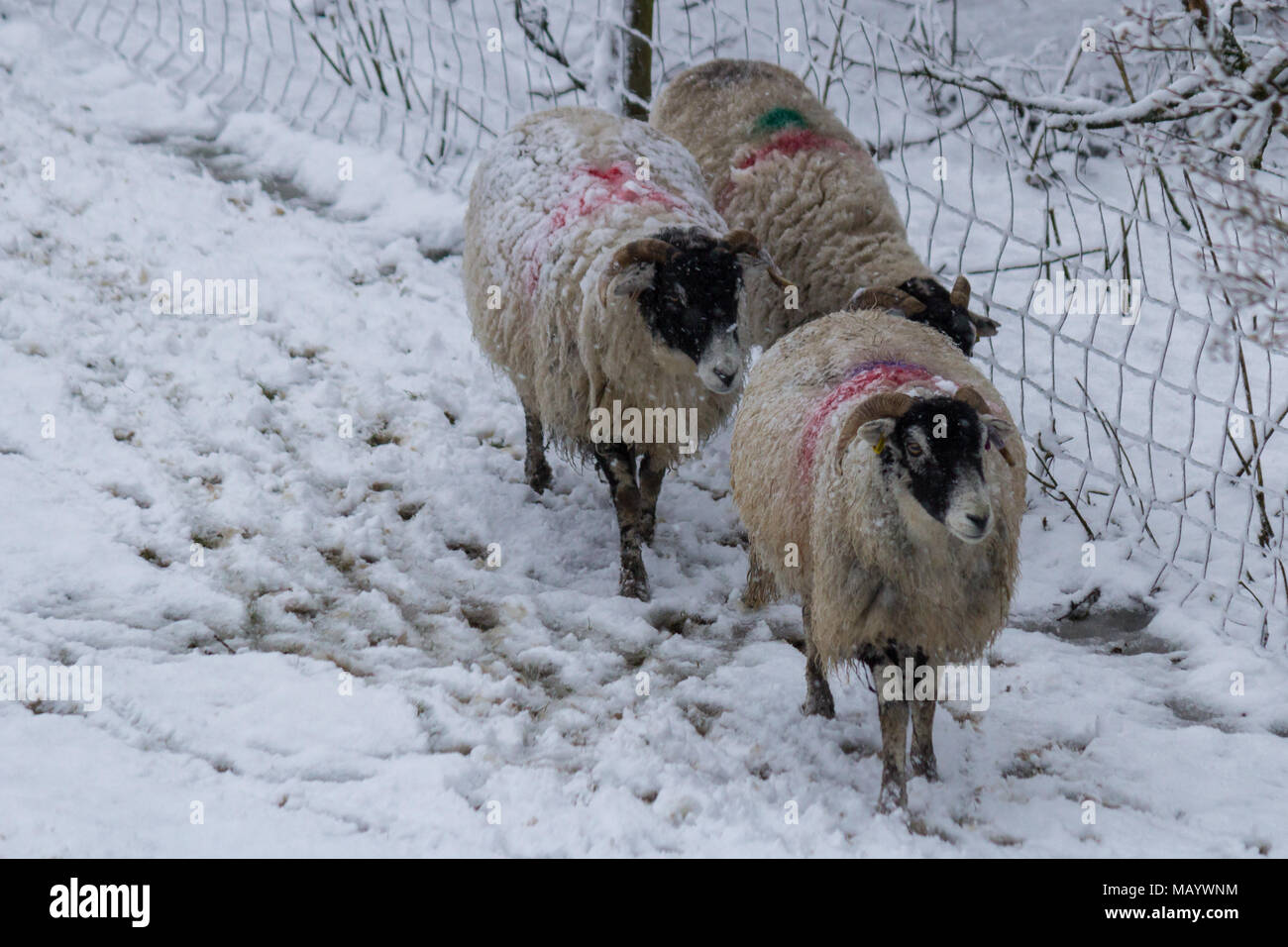 Swaledale sheep in snow Stock Photo Alamy