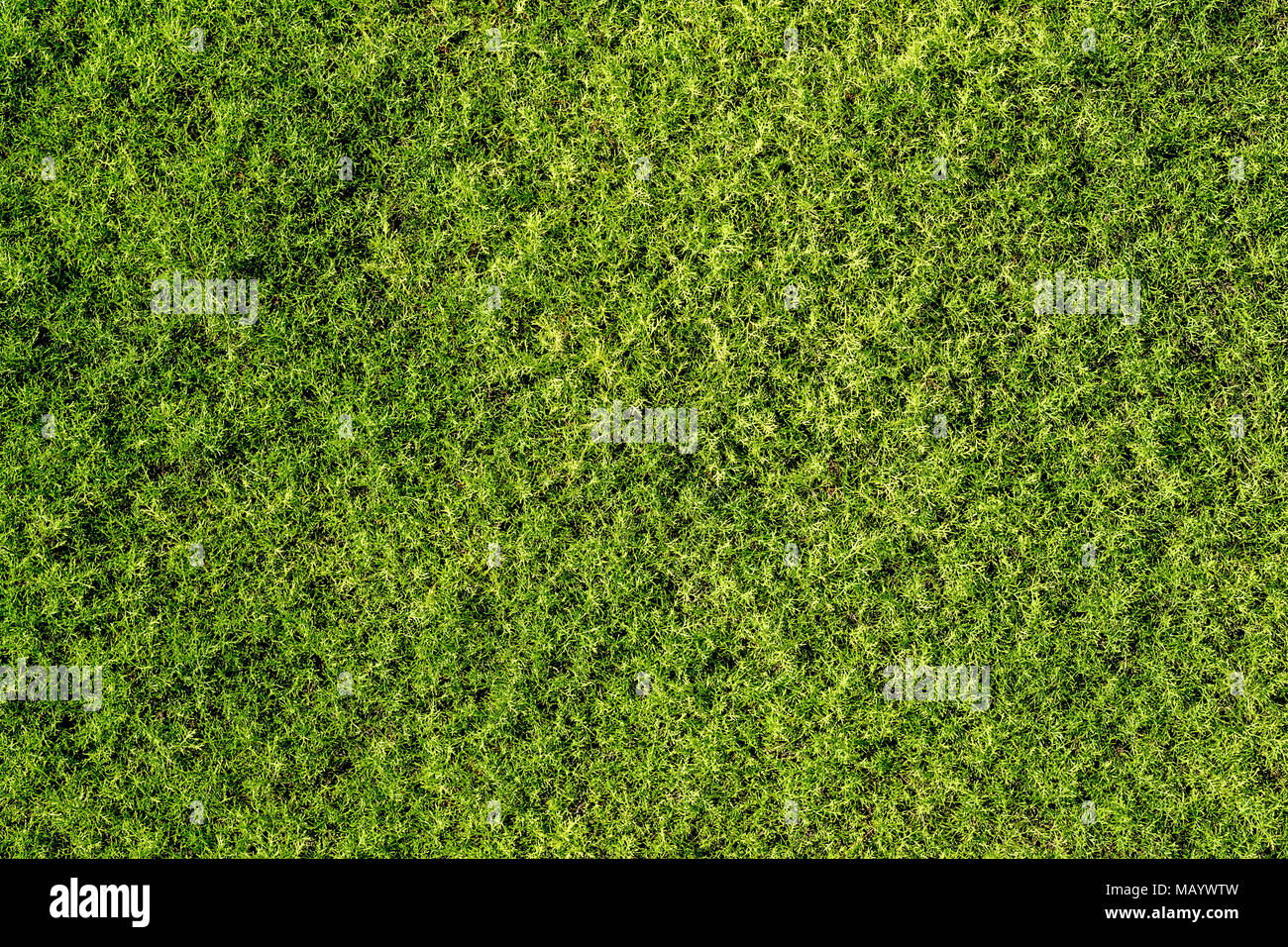 abstract background with a fine structure of green moss seen from above Stock Photo