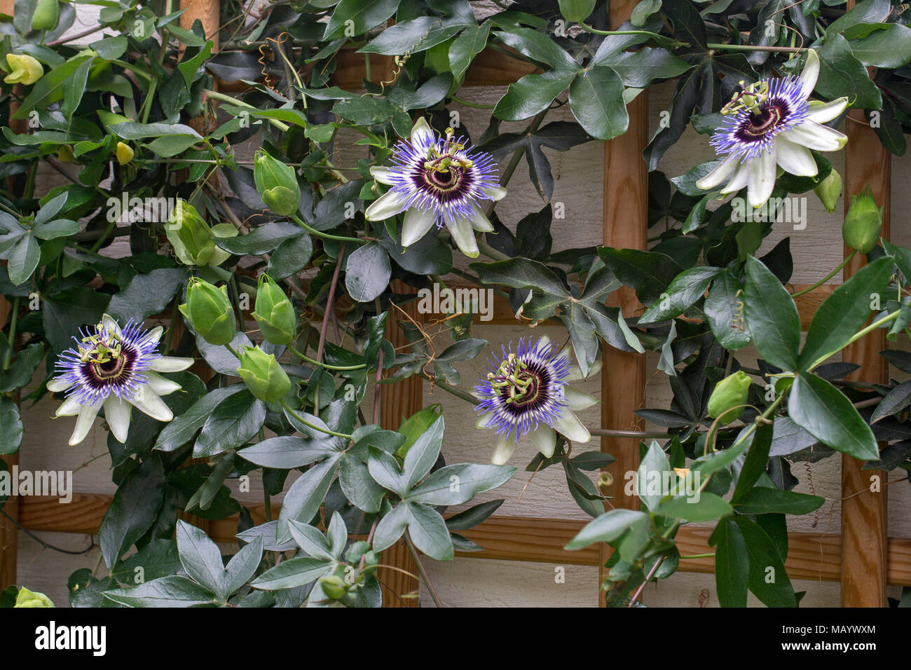 Blue passion flower (Passiflora caerulea), on a house wall on growth support, Burgenland, Austria Stock Photo