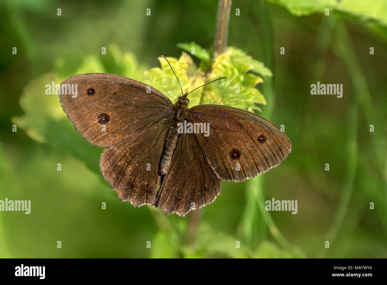 Minois dryas (Minois dryas) with spread wings, male, Burgenland, Austria Stock Photo