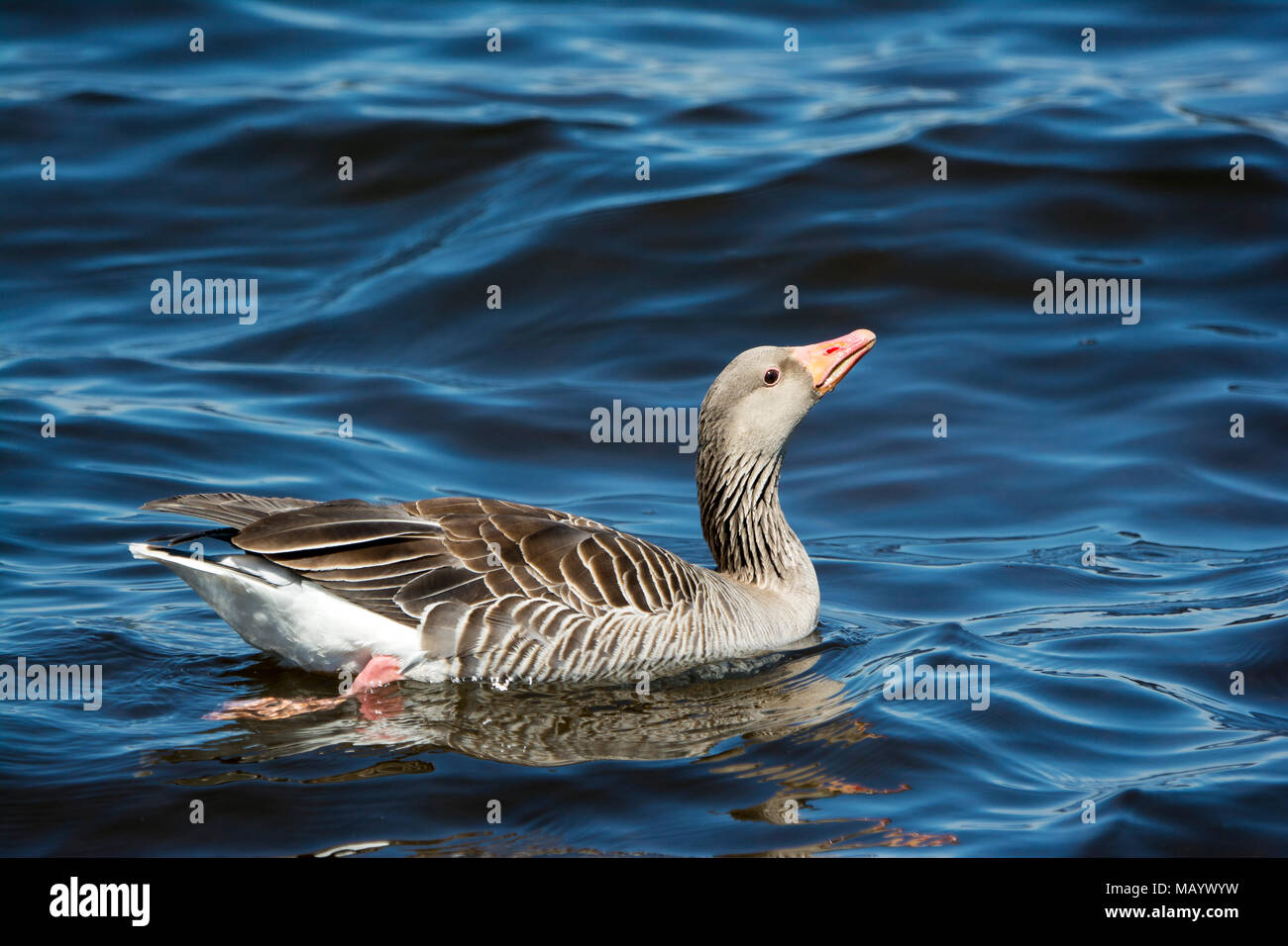 Greylag goose (Anser anser) swims in water, Chiemsee, Upper Bavaria, Bavaria, Germany Stock Photo