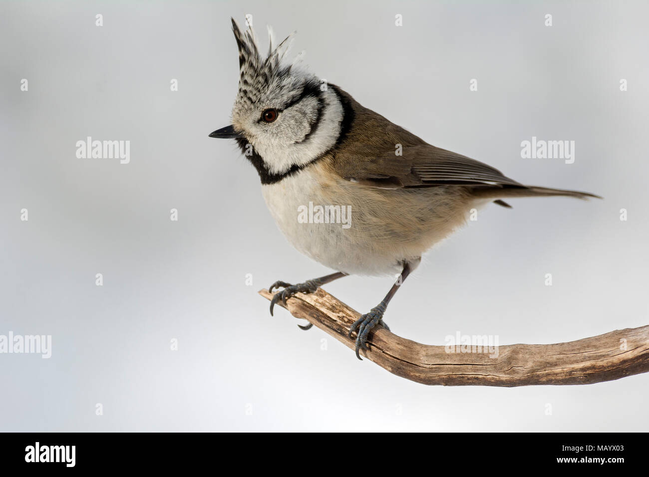 Crested tit (Parus cristatus), sits on branch, Tyrol, Austria Stock Photo