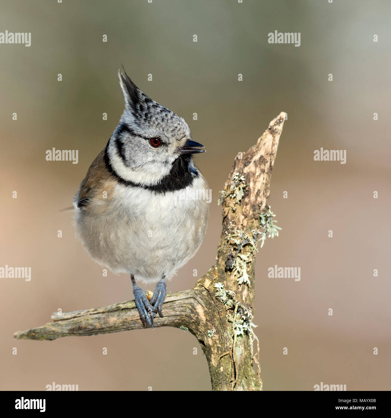 Crested tit (Parus cristatus), sits on a branch with lichens, Tyrol, Austria Stock Photo