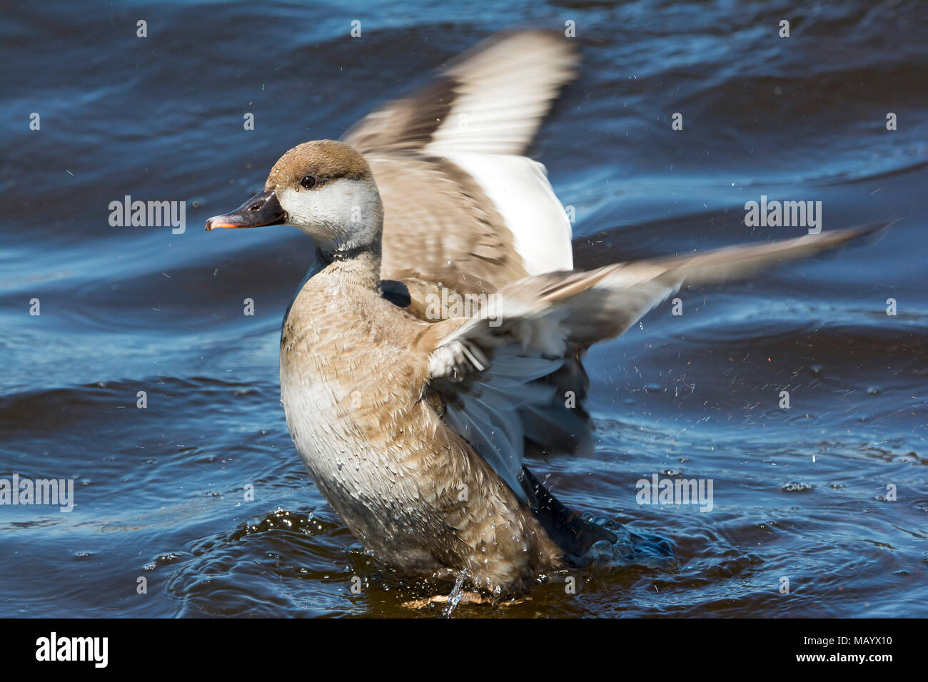 Greylag goose (Anser anser) swims in water, flapping wings, Chiemsee, Upper Bavaria, Bavaria, Germany Stock Photo