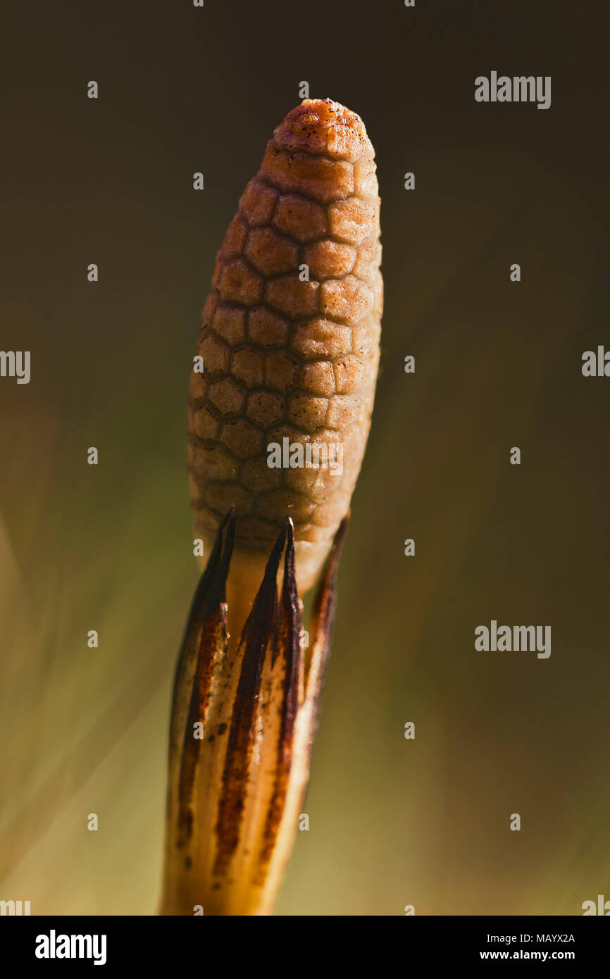 Flowering Horsetail (Equisetum), inflorescence, close-up, Tyrol, Austria Stock Photo