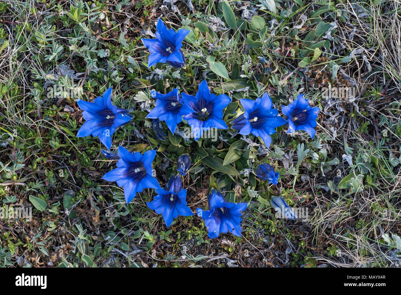 Stalkless gentian (Gentiana clusii), blossoms, Hohe Tauern National Park, Carinthia, Austria Stock Photo